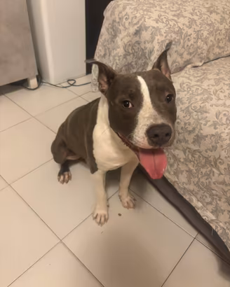 Amstaff