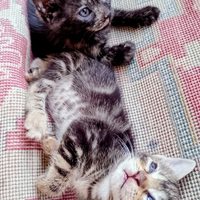 Gatti in fase di svezzamento