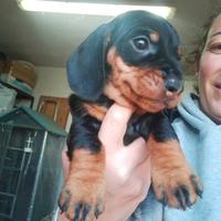 Bassotti a pelo duro standard