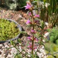 acquatiche galleggianti e palustri 