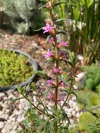 acquatiche galleggianti e palustri 