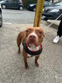 Pitbull RedNoise