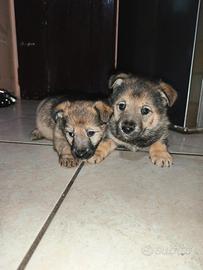 Cuccioli di cane lupo cecoslovacco
