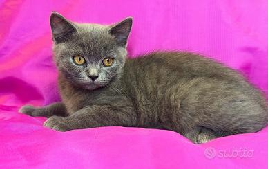 Gatto British Shorthair Blu Maschio