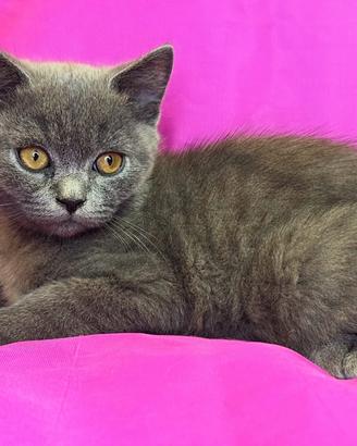 Gatto British Shorthair Blu Maschio