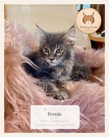 Meravigliosi cuccioli Maine Coon ANFI