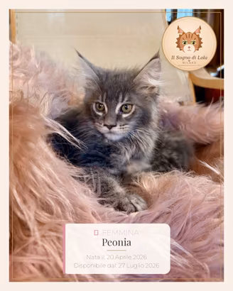 Meravigliosi cuccioli Maine Coon ANFI
