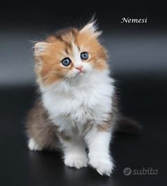 Cucciola disponibile