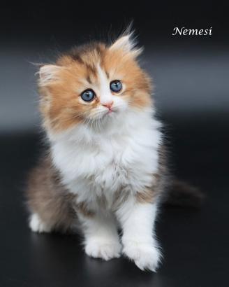 Cucciola disponibile