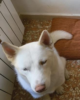 Siberian husky
