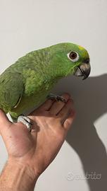 Amazzone fronte gialla