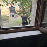 Cuccioli di Shiba inu razza pura con pedigree