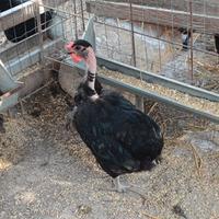 Gallina olivegger