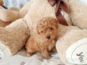 Cuccioli barboncini mini toy M e F