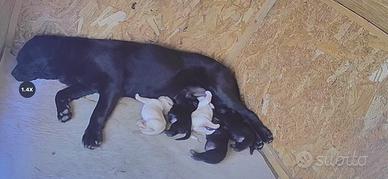 Labrador