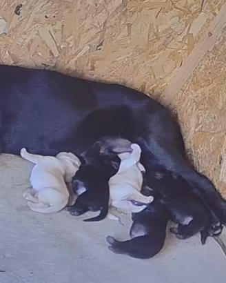 Labrador