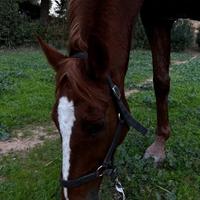 Cavallo Castrone Anglo-arabo