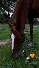 Cavallo Castrone Anglo-arabo