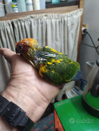 Piccoli di conuro del sole