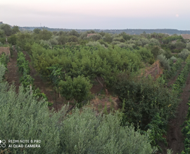 Vigneto cn case rurali ideale per attività turisti