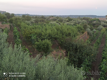Vigneto cn case rurali ideale per attività turisti