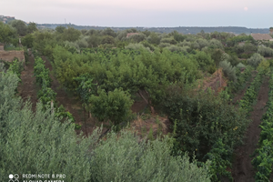 Vigneto cn case rurali ideale per attività turisti