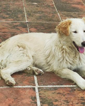 4 cuccioli con tanta fame di affetto??
