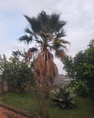 palma Washington 