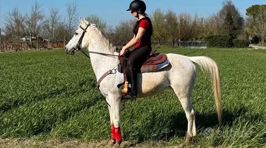 Cavallo