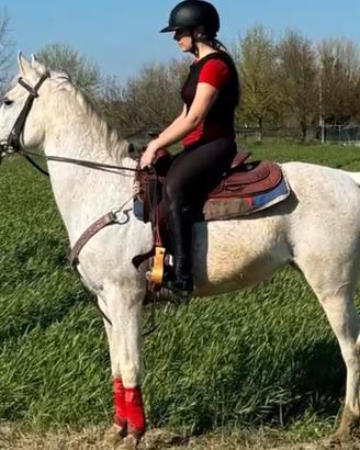Cavallo