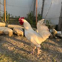 Gallo livornese
