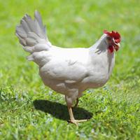 Galline ovaiole Livornesi bianche