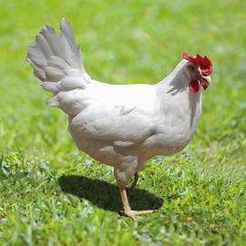 Galline ovaiole Livornesi bianche