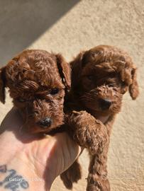 Barboncino toy top quality