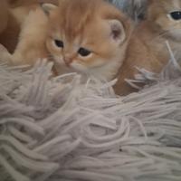 British Shorthair cuccioli