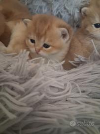 British Shorthair cuccioli