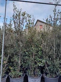 Arreda il tuo giardino