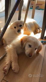Cucciolo golden retriever pedigree enci