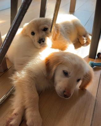 Cucciolo golden retriever pedigree enci