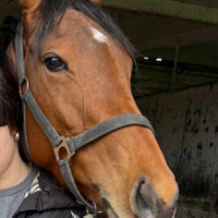 Cavallo