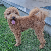 Barboncino medio per monta