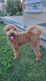 Barboncino medio per monta