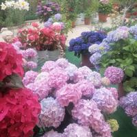 Fiori