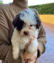 Cuccioli Lagotto Romagnolo