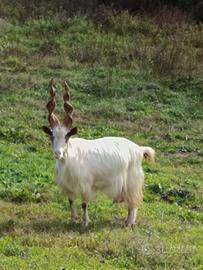 Capra girgentana