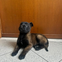 Pastore Belga Malinois