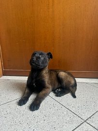 Pastore Belga Malinois