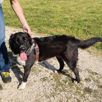 CARLOTTA e FORCHETTA mix Labrador di 2 anni