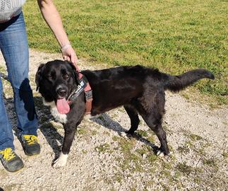 CARLOTTA e FORCHETTA mix Labrador di 2 anni