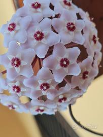 hoya fiore di cera